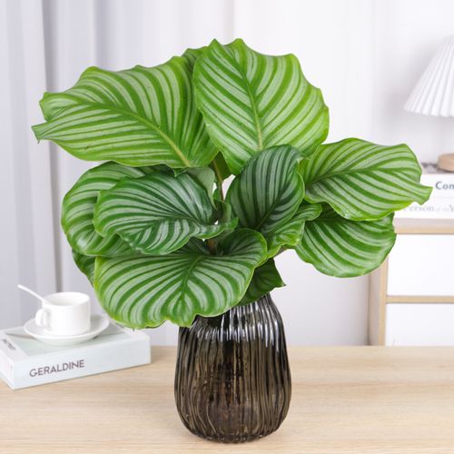 青苹果竹芋盆栽水培植物室内净化空气办公室桌面观叶植物四季常青