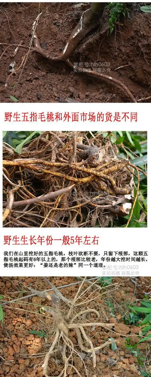 新鲜五指毛桃 现挖五指毛桃汤料 五爪龙七指毛桃根500g广东汤料 五指