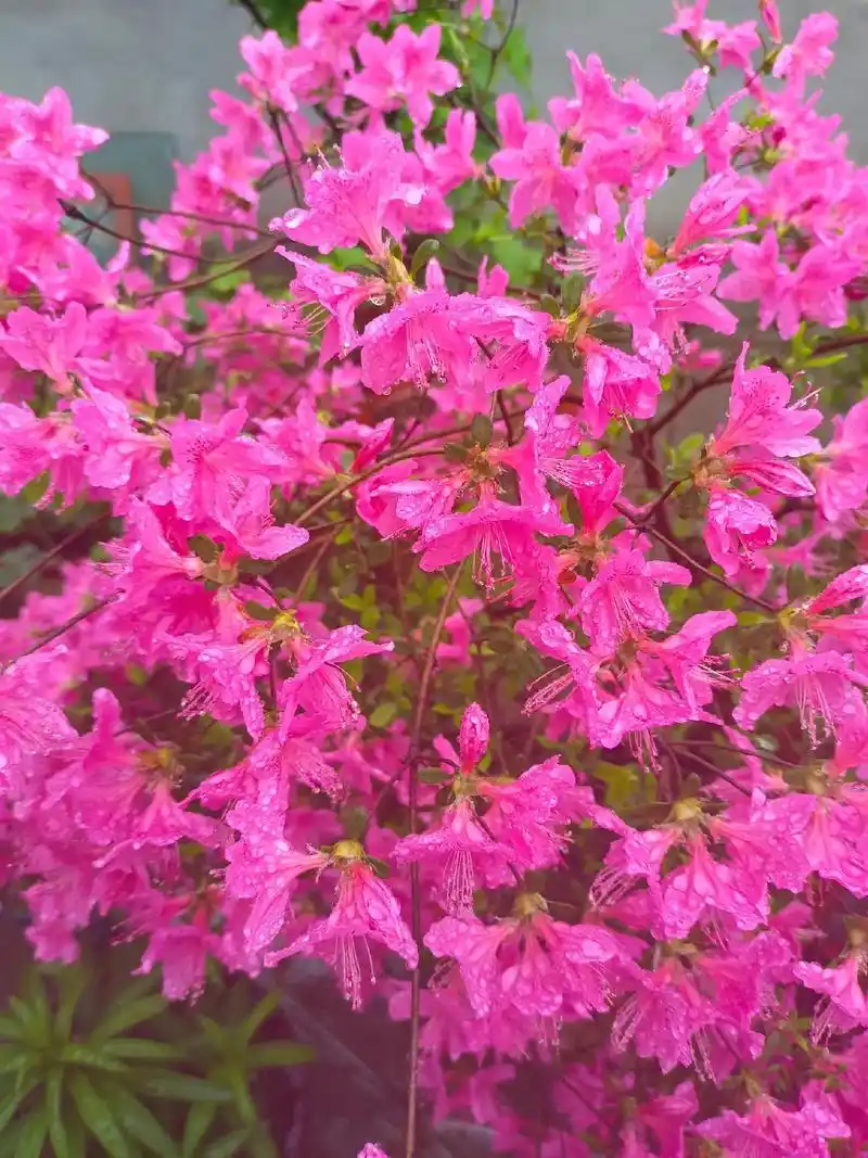 最美不过映山红…… - 抖音