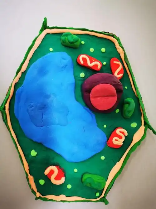 见细胞之微,望生命之美