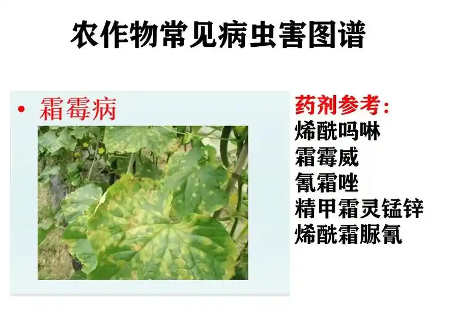 农作物病虫害图谱和防治.