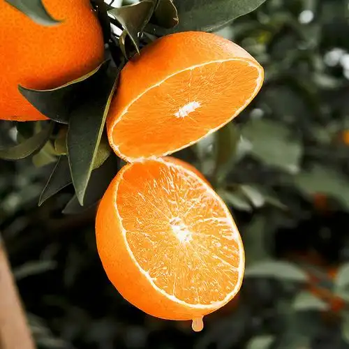 皇帝柑新鲜水果甘甜应季