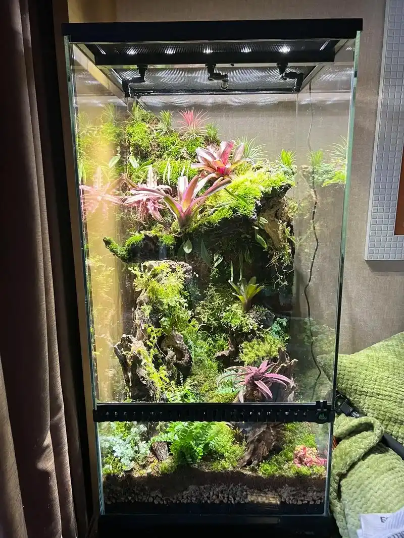 雨林缸开缸日记day10