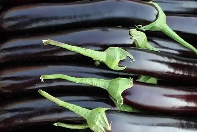 买茄子,长的好还是圆的好?菜农告诉你真相,以后别再选错了