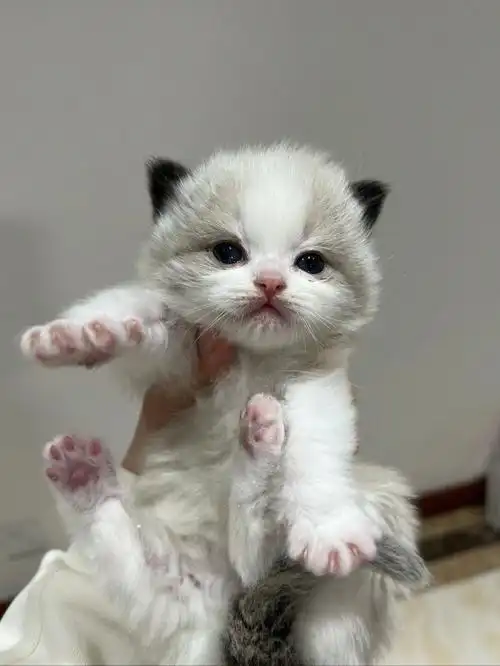 布偶猫找家  #布偶猫日常  #我家宠物好可爱  #布偶猫