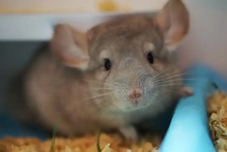 自从拥有了一只小龙猫