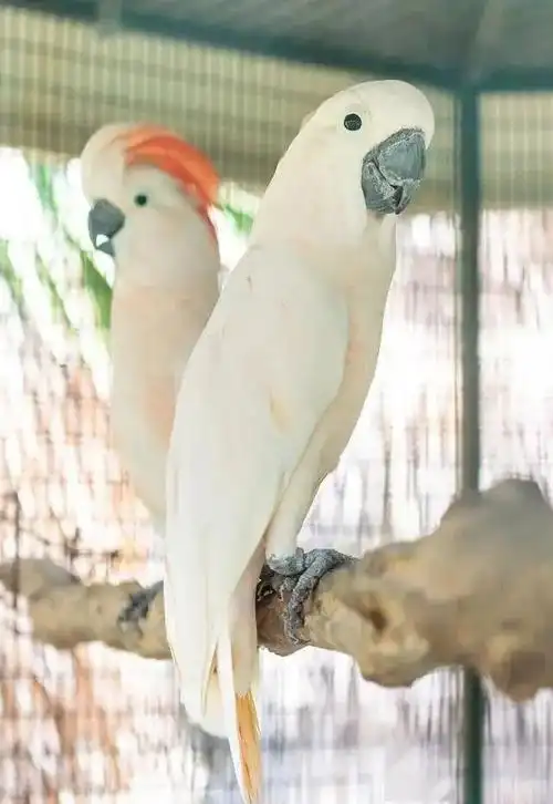 又名摩鹿加凤头鹦鹉,朱鹭冠鹦鹉,橙色凤头鹦鹉,鲑冠,我们俗称红葵,体