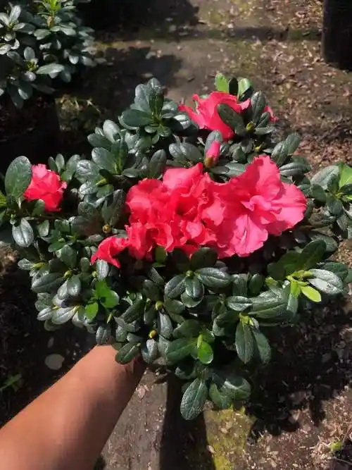 西洋杜鹃比利时杜鹃花