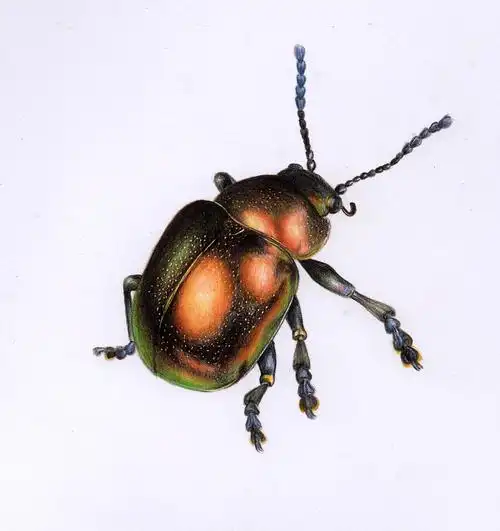 彩铅昆虫(内附过程图)