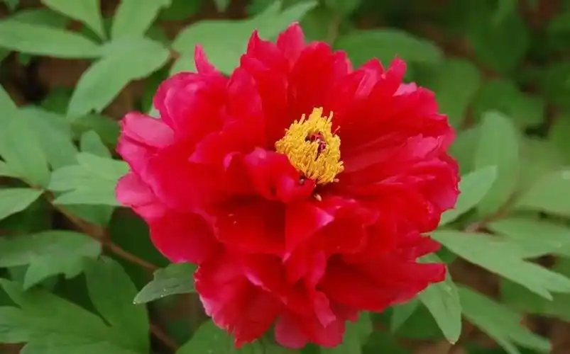 2022洛阳牡丹花最佳观赏时间和地点附花期一览