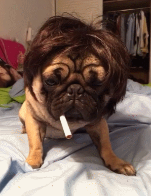 狗狗gif抽烟gif装一把黑社会gif怕了吗gif