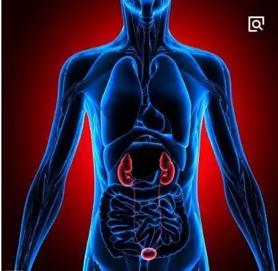 肾脏在人体那个部位