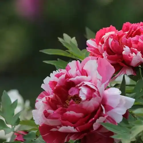 2020年4月.洛阳牡丹甲天下