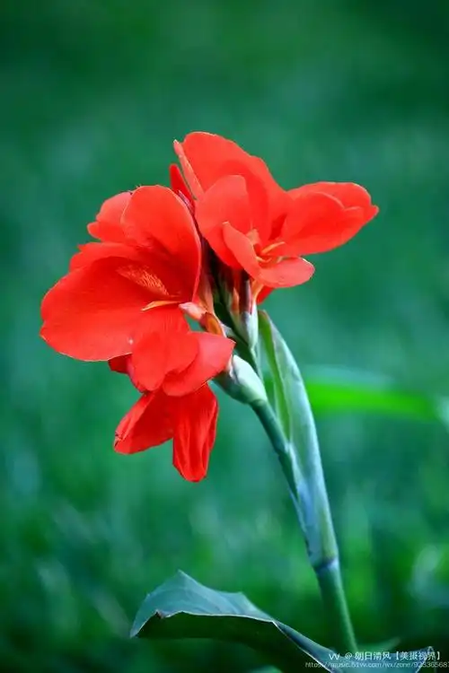 花(美人蕉花):止血.用于金疮及其它外伤出血.文字来源/网络