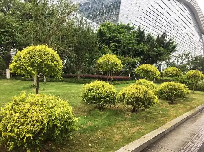 其它 彩叶树种金叶榆进蓉城 写美篇牵头单位:成都市公园城市园林绿化