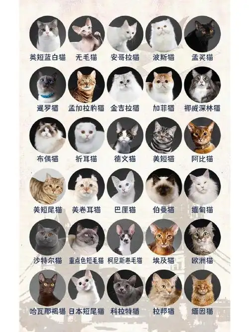 淘宝回应摇猫参赛