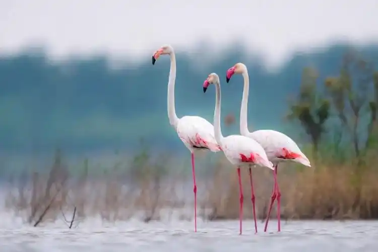 14只连续9年一期一会的火烈鸟回家了