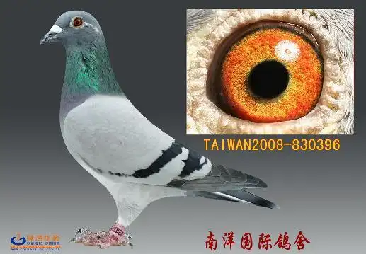 商城首页 霍夫肯家族 霍夫肯-396 信鸽名称:霍夫肯-396  市场价格:0.