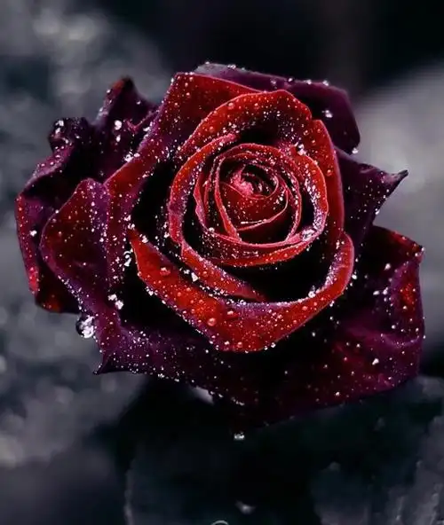 玫瑰的刺扎手,感情的刺扎心