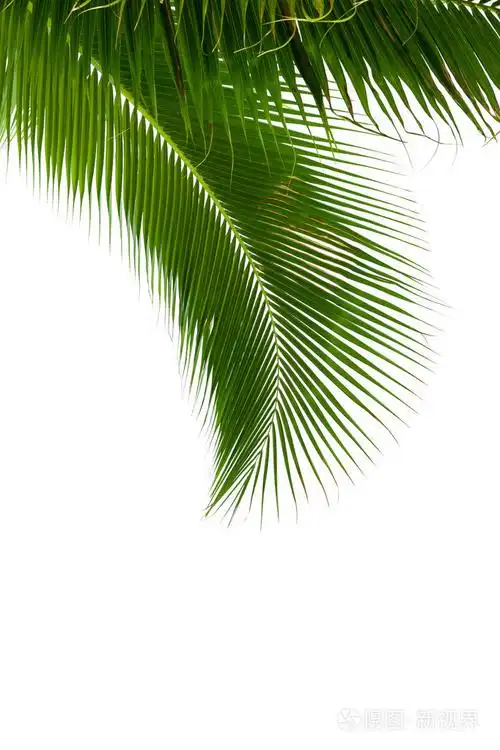 孤立的白色背景上的椰子树上的树叶