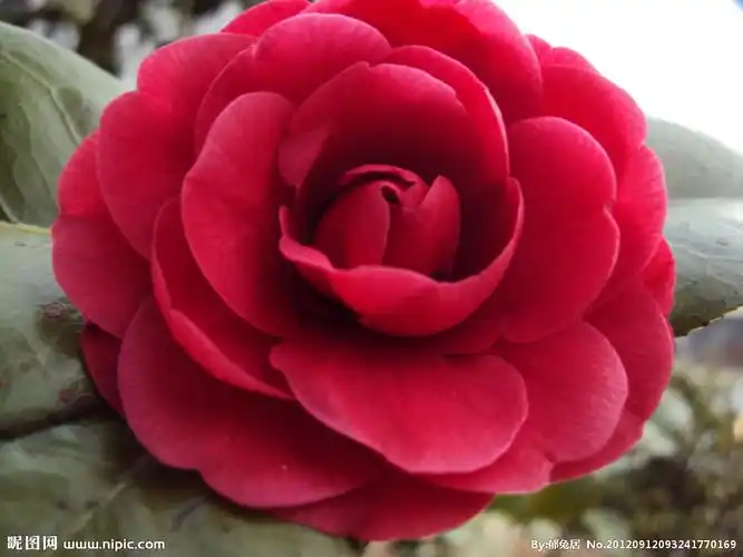 红色山茶花图片