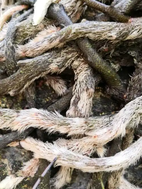 可以代替骨碎补用的白毛蛇你认识吗?你知道它有什么秘密吗?