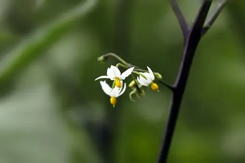 小小野生龙葵花