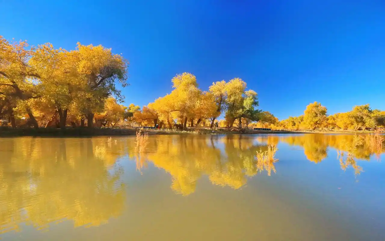 景色宜人的古额济纳胡杨林自然风光图片高清大图预览1920x1080_风景