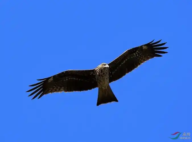 雄鹰展翅任飞翔祝贺山雀儿老师荣任重庆版版主