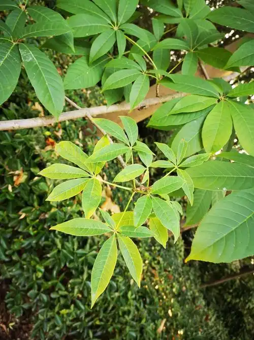 沙家浜湿地小科普:七叶树