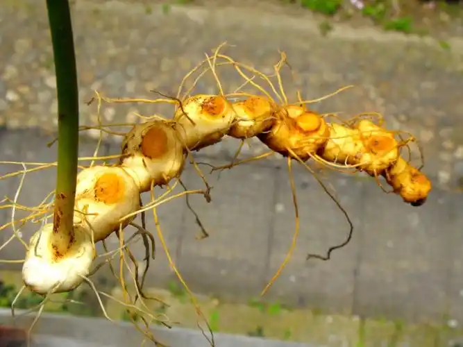 黄精仙人余粮丨天地源生物黄精提取物优质供应