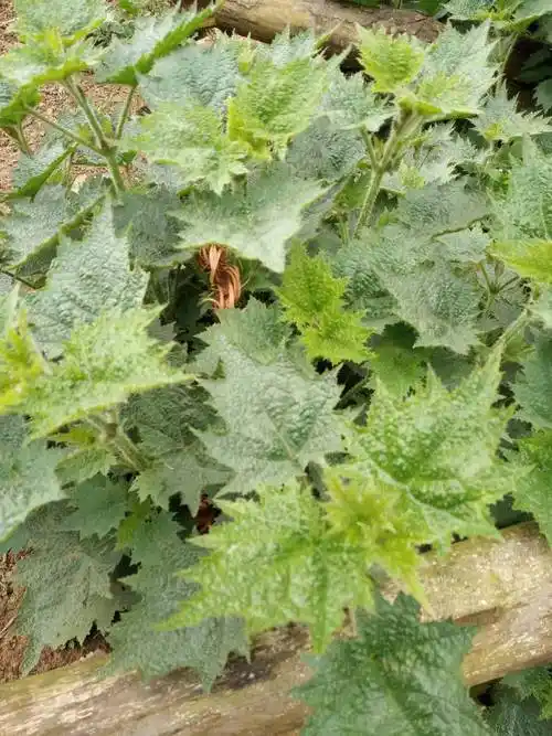 春天里的美味  火麻草
