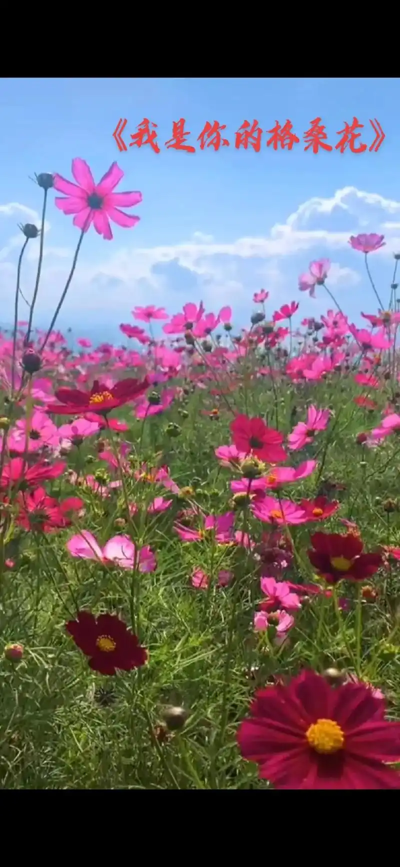 你知道吗 格桑花的花语是—珍惜眼前人 95 人生没有完美,幸 - 抖音