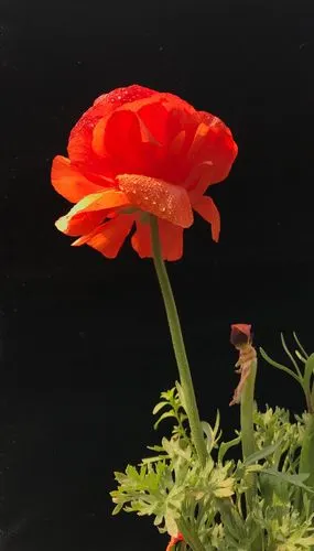 第2课:如何拍摄花朵(方法篇)