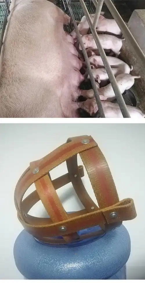 母猪防咬套仔猪神器猪嘴套防咬母猪嘴套马牛羊防吃东西猪用专用