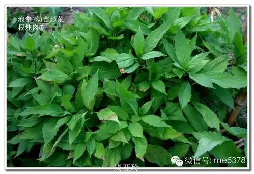 巫山吃货在巫山的春天可以采了吃的野菜有这些1