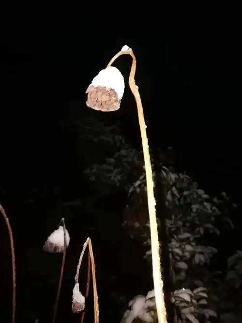 云天社菩提树下冬日静思作者释耀法南京