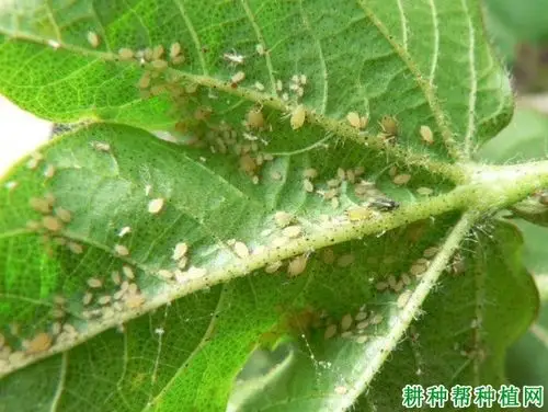 金银花如何防治蚜虫?