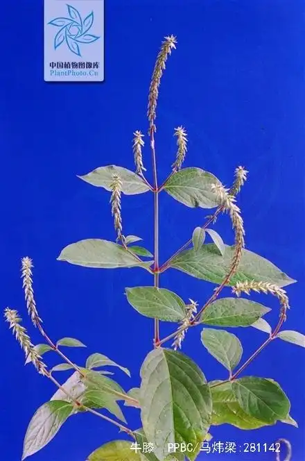 牛膝(牛膝与川牛膝的区别功效与作用)