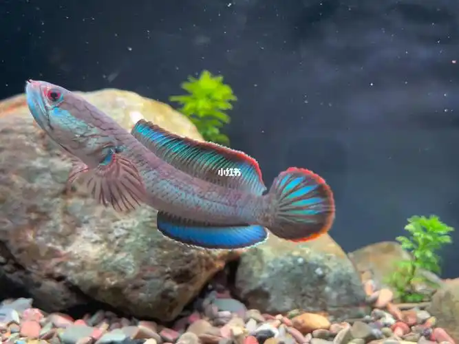 水族  #鱼缸造景  #观赏鱼  #酒红雷龙  #雷龙鱼  #折叠新时尚