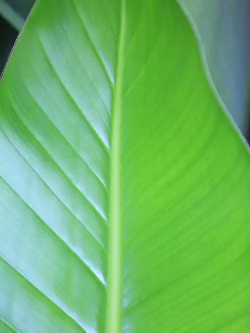 原图家里治愈系绿色天堂鸟