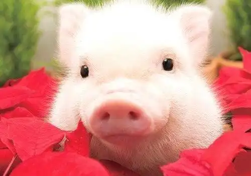 2019超萌猪猪可爱图片精致的可爱猪猪