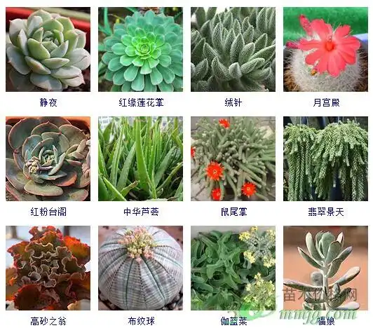 多肉植物图片大全,多肉图谱,多肉植物图鉴,多肉植物
