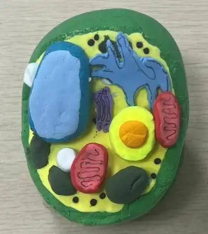 探秘细胞之微 感受生命之美 济南一中初中部举行七年级细胞模型制作