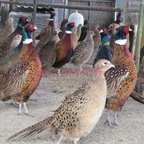 七彩山鸡农家散养鲜活山鸡七彩山鸡包活到家孔雀蓝 1公4母(包活到家)