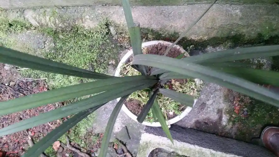 野生最贵兰花5000千万图片(野生最贵兰花5000千万图片各类名贵柏树)