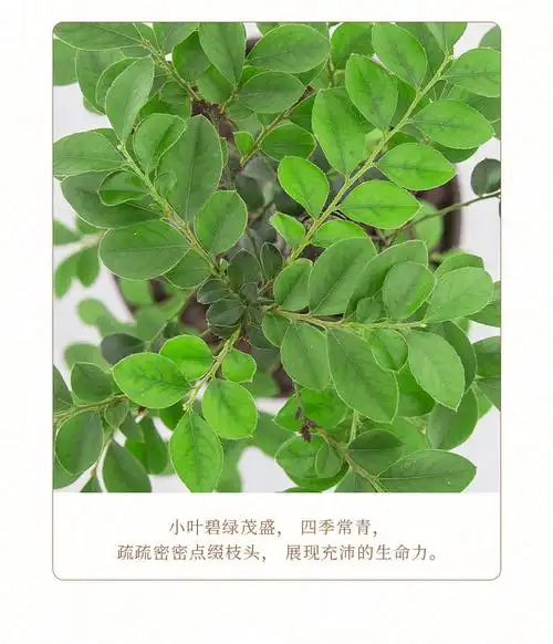 澜墨小叶紫檀盆景树苗花卉盆栽办公室植物黑骨茶树桩四季常青耐寒绿植