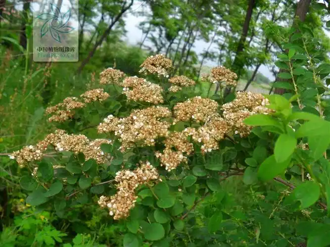 蔷薇科,绣线菊属 a href="#" data-lemmaid="1520017">灌木 /a>,高