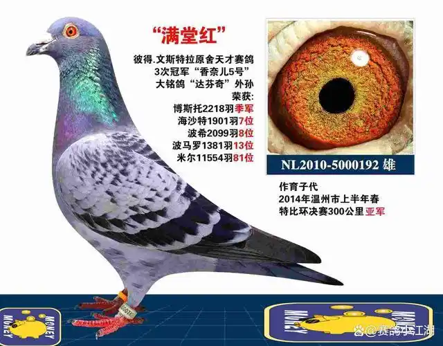 "美好人生"唯一的花头直女"超级407",羽色罕见的顶级金母!