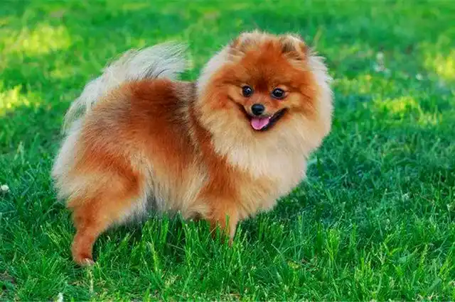 博美生性调皮还是安静?为什么?可以变换吗